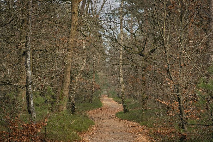Waldspaziergang im Herbst von Saranda in t Veld Fotografie