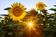 Zon en zonnebloemen van Daniela Beyer thumbnail