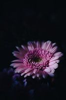 Gerbera in een ander licht