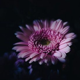 Gerbera in a different light by Nicole Geerinck
