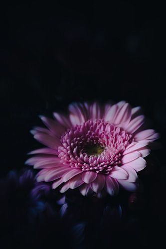 Gerbera in a different light by Nicole Geerinck