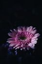 Gerbera in a different light by Nicole Geerinck thumbnail
