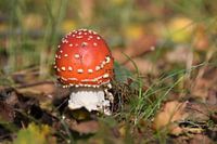 Grote rode paddenstoel