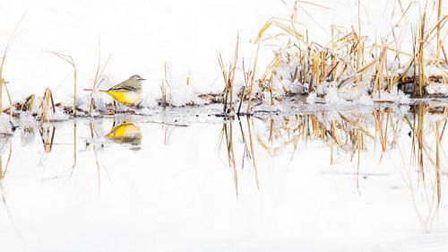 Bergeronnette en blanc