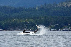 Jumping Orca or killer whale sur Menno Schaefer