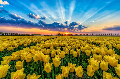 Tulpenveld Beemster Holland