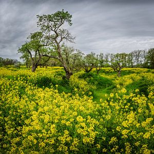 Holländischer Frühling