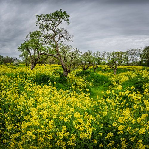 Dutch spring