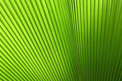 Abstract tropisch groen blad