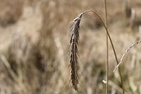 Separating the wheat from the chaff