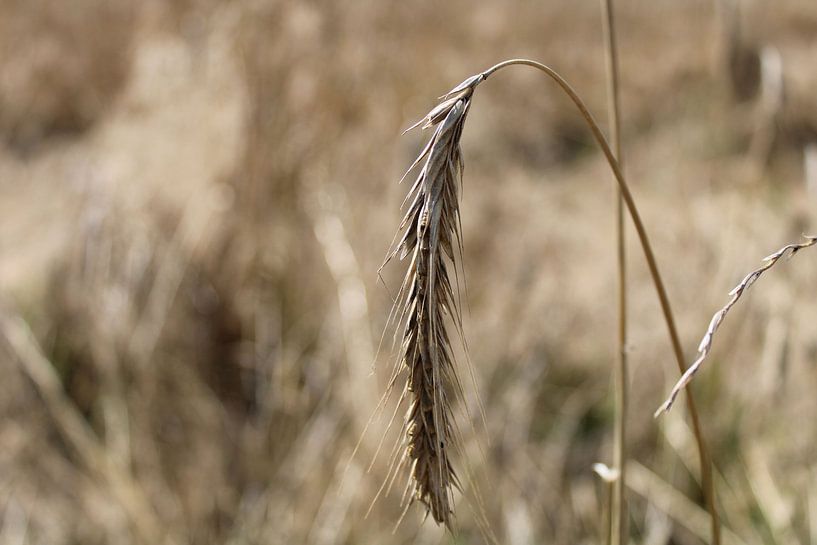 Separating the wheat from the chaff by Myrthe Reijnen