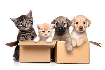 Baby Hunde und Katzen in einem Karton auf weißen Hintergrund, i