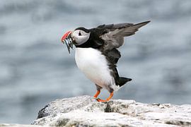 Macareux avec un poisson dans son bec sur Michelle Peeters