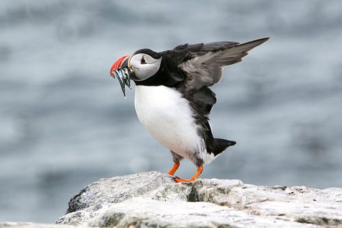 Papegaaiduiker met visjes in zijn snavel