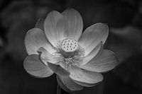 Lotusbloem in Japan