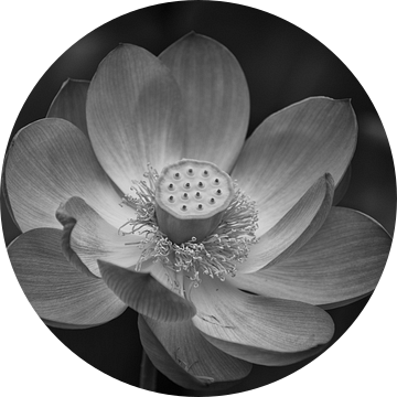 Lotusbloem in Japan van Luis Emilio Villegas Amador