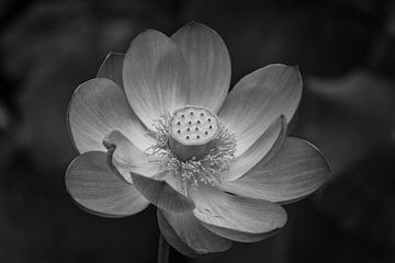 Lotus Blume in Japan von Luis Emilio Villegas Amador