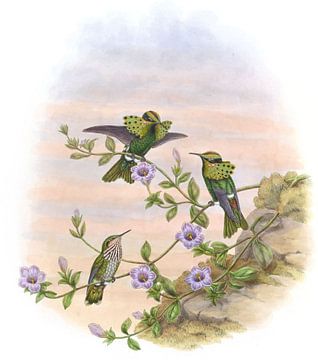 Roraima Coquette, John Gould van Hummingbirds