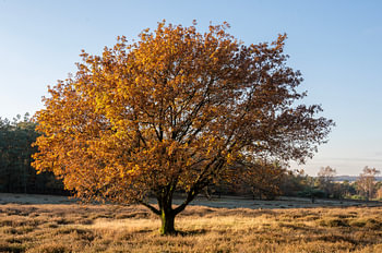 Golden tree