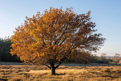 Gouden boom