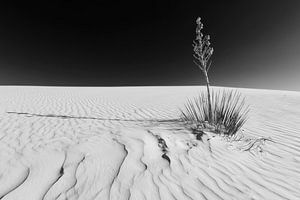 White Sands Impression | Monochrom