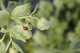 Ladybug on a helleborus plant by Tot Kijk Fotografie: natuur aan de muur