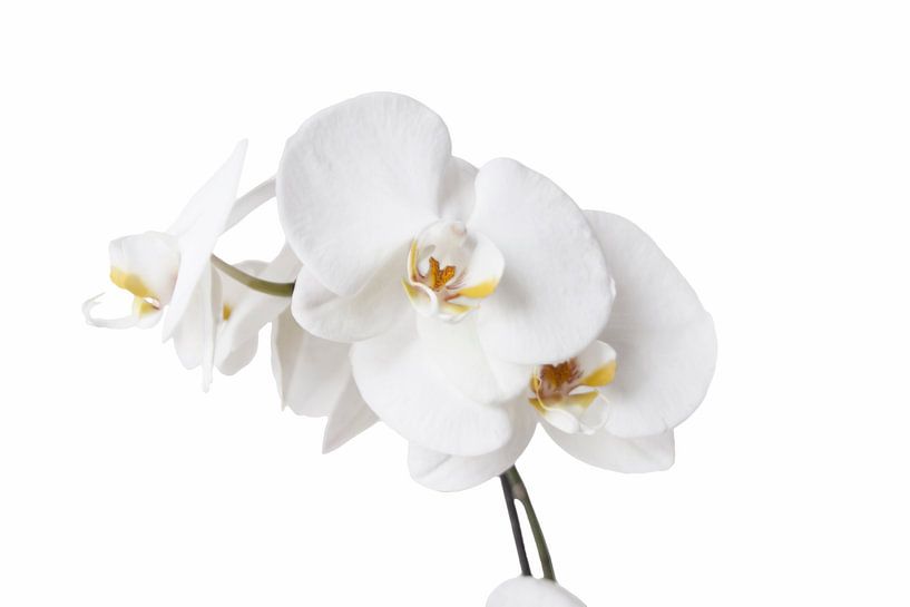 Witte Orchidee van Alied Kreijkes-van De Belt