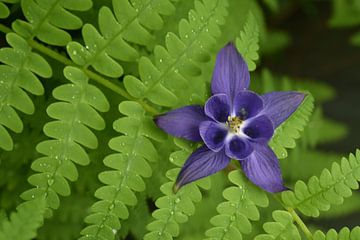 A columbine flower in the garden by Claude Laprise