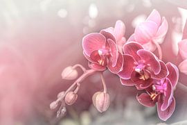Dromerige Roze Orchideeën. Pastel. van Alie Ekkelenkamp