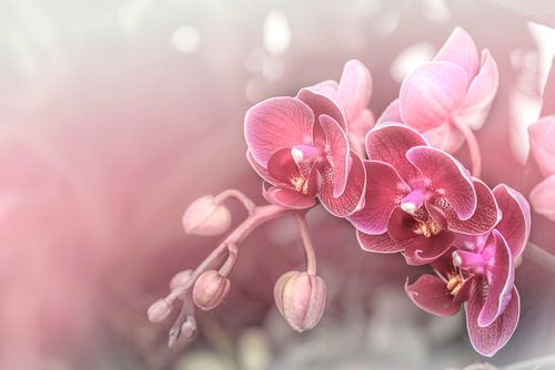 Orchidées rose de rêve.pastel