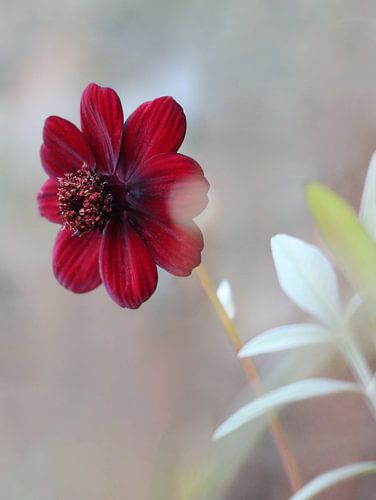 Coreopsis, Girl's eyes