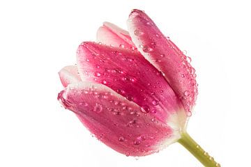 Tulip with drops