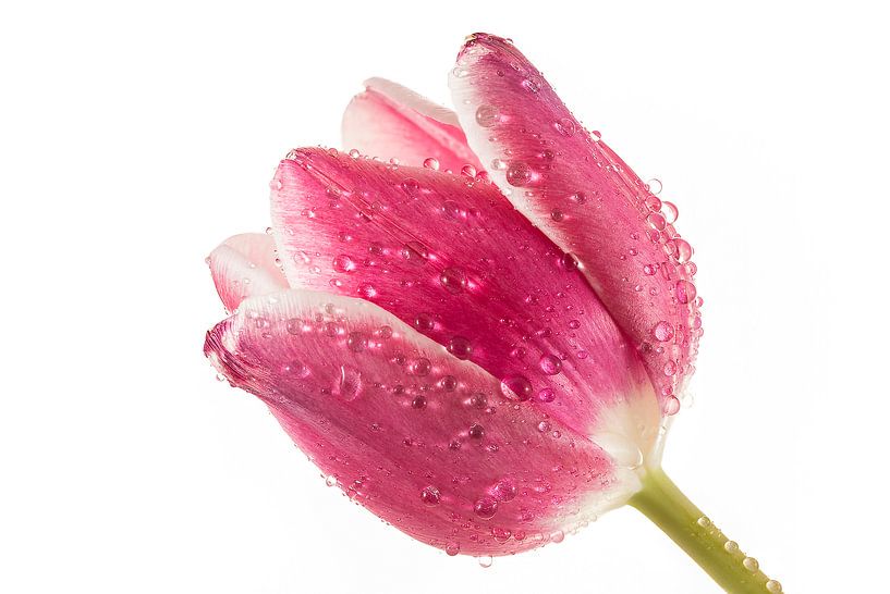 Tulip with drops by Tanja van Beuningen