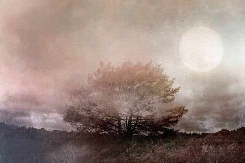 Oude boom in een nieuwe jas