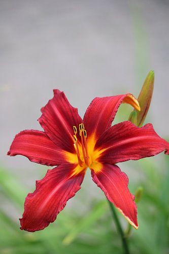 Hémérocalle rouge et jaune