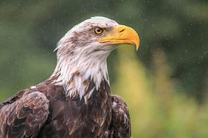 Zeearend