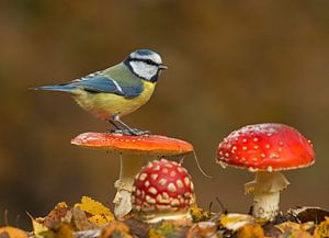 Mésange bleue en automne sur Ruurd Jelle Van der leij