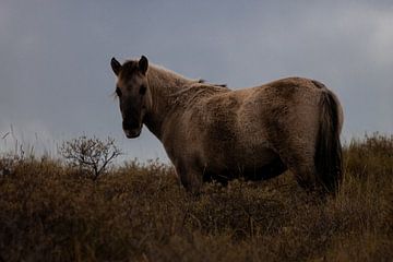 Dünenbewohner: das Konik-Pferd von Sebastian Stef