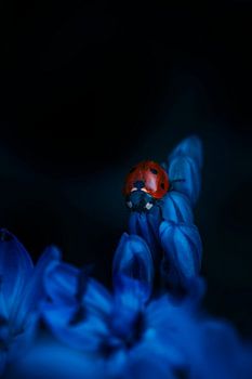 Macro d'une coccinelle rouge sur un pétale de fleur printanière bleue sur fond sombre