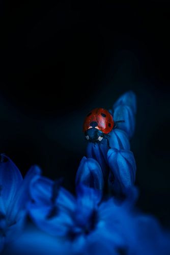 Macro of red ladybug on blue spring flower petal on dark backgro by Jelena Jovanovic Fine Art