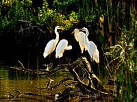 white herons