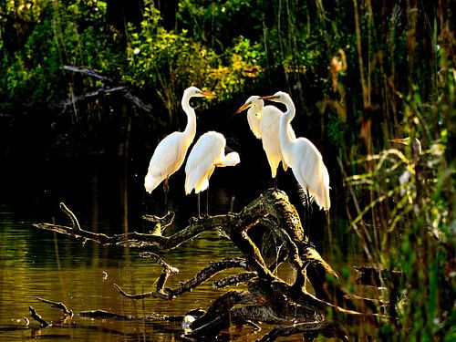 witte reigers