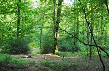 Bos in Normandië van Corinne Welp