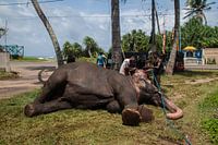 olifant, Sri Lanka.