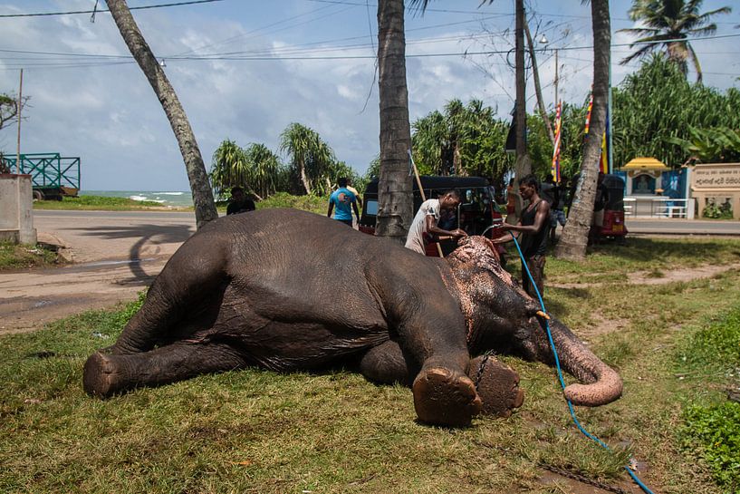 olifant, Sri Lanka. by Rony Coevoet