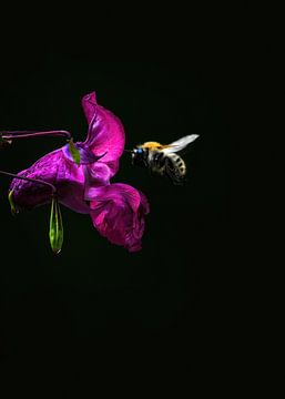 Himalayan Balsam and a Bee ( Impatiens glandulifera ) by Leny Silina Helmig