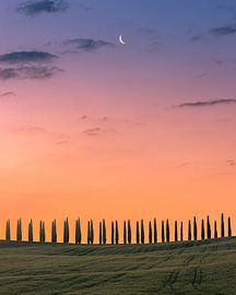 Cypress trees during sunrise by Henk Meijer Photography