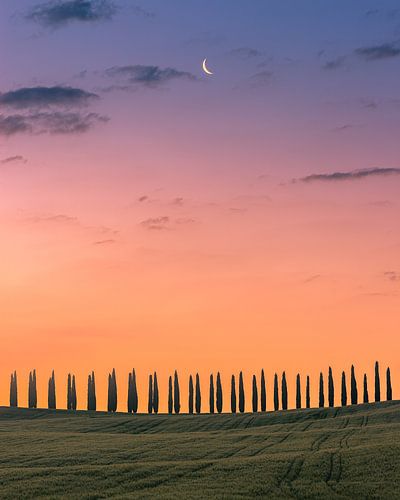 Cipressbomen tijdens zonsopkomst 