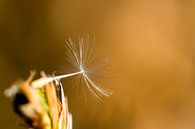Littel Dandelion Seed by Vincent van den Hurk thumbnail