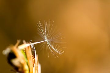 Littel Dandelion Seed by Vincent van den Hurk